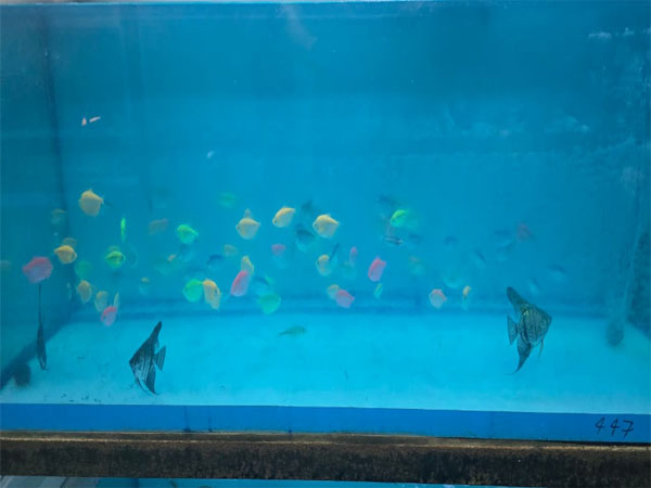 Aquarium Visit