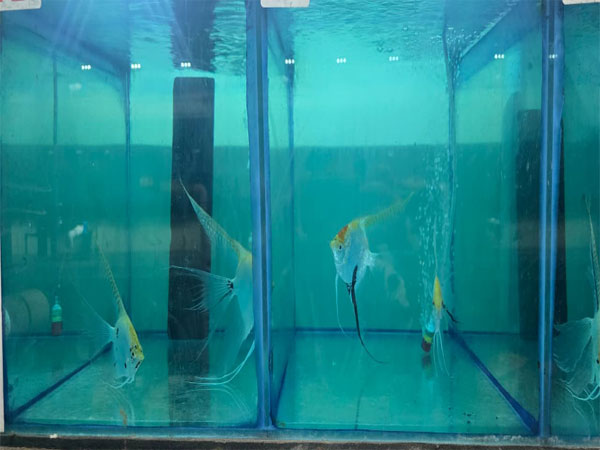 Field Trip to an Aquarium 2025