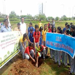 Tree Plantation